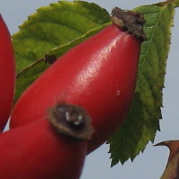 Frucht