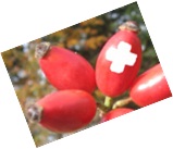 Hagebutte mit CH-Kreuz