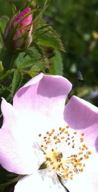 Hagebuttenblüte